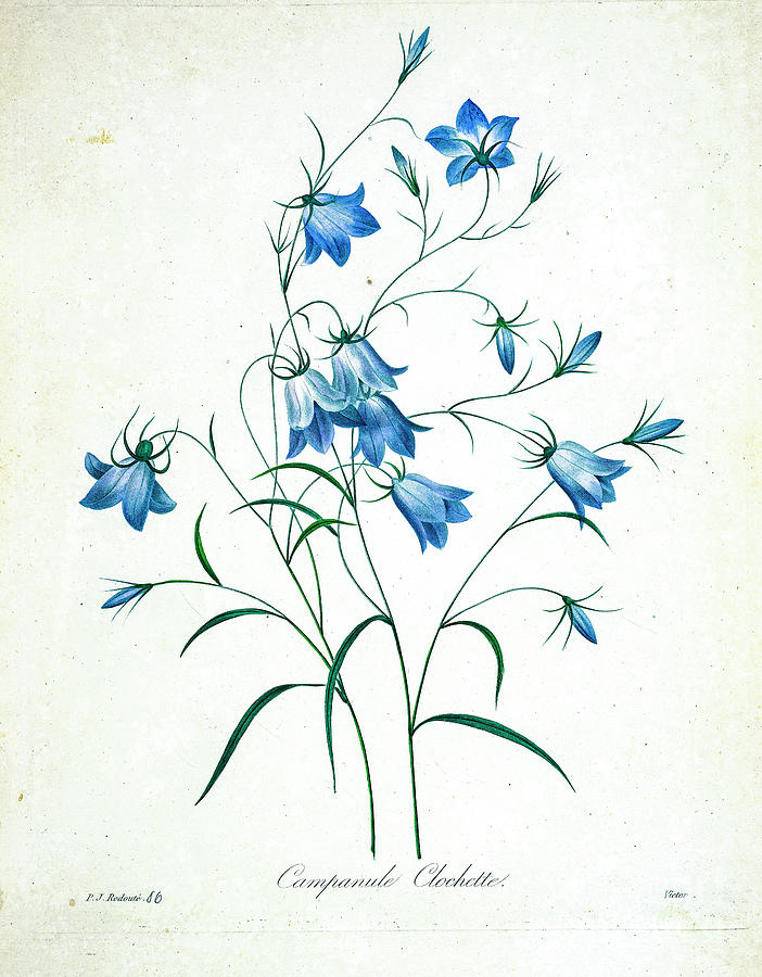 Blue Bells Illustration 17 R1 Drawing By Botany