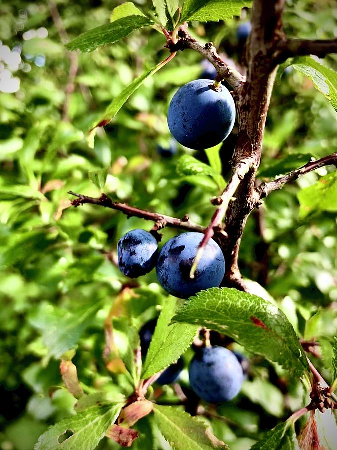 Blue Berries Photograph by Gordon James