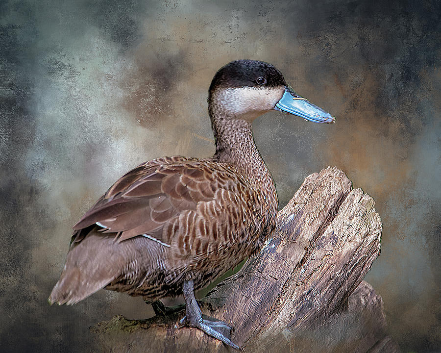 Blue Billed Duck Digital Art by Ken Frischkorn