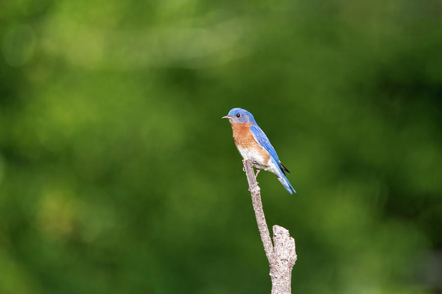 Blue Bird-1 Photograph by John Kirkland