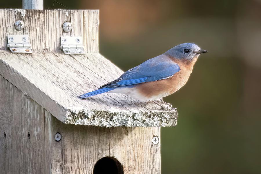 Blue Bird at Home Photograph by Robert Cochran - Fine Art America