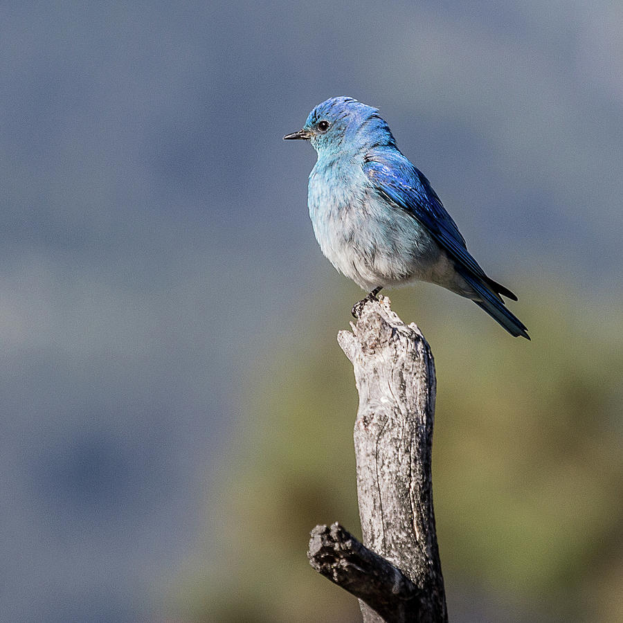 Blue Bird Photograph