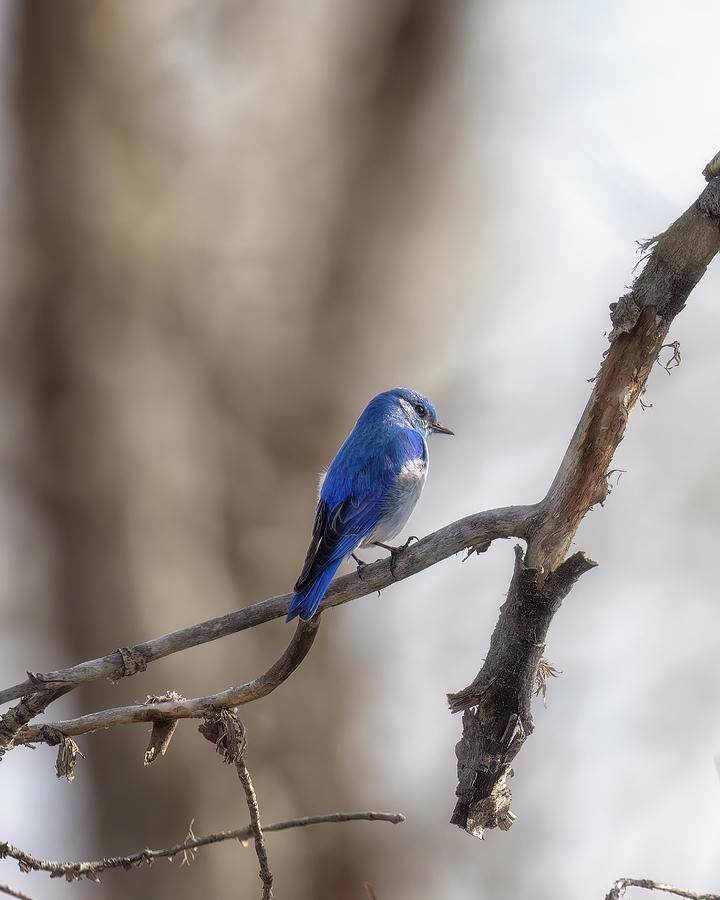 Blue Bird Brightening Its Habitat Photograph by Belinda Greb