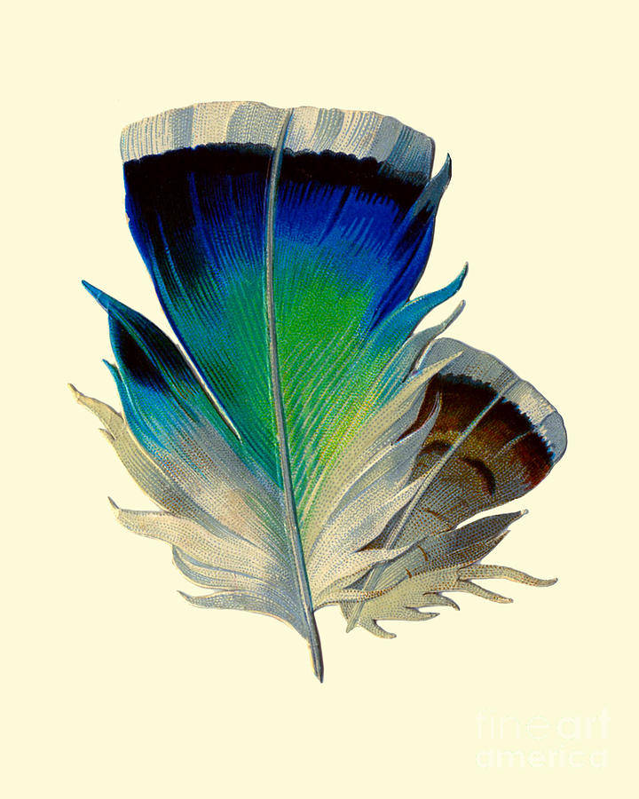 Bird Digital Art - Blue bird feather by Madame Memento