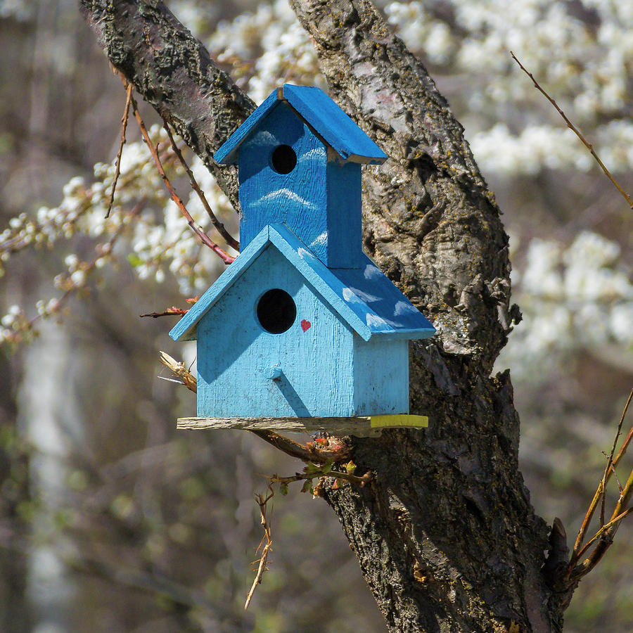 Blue Bird House Photograph by Mark Mille