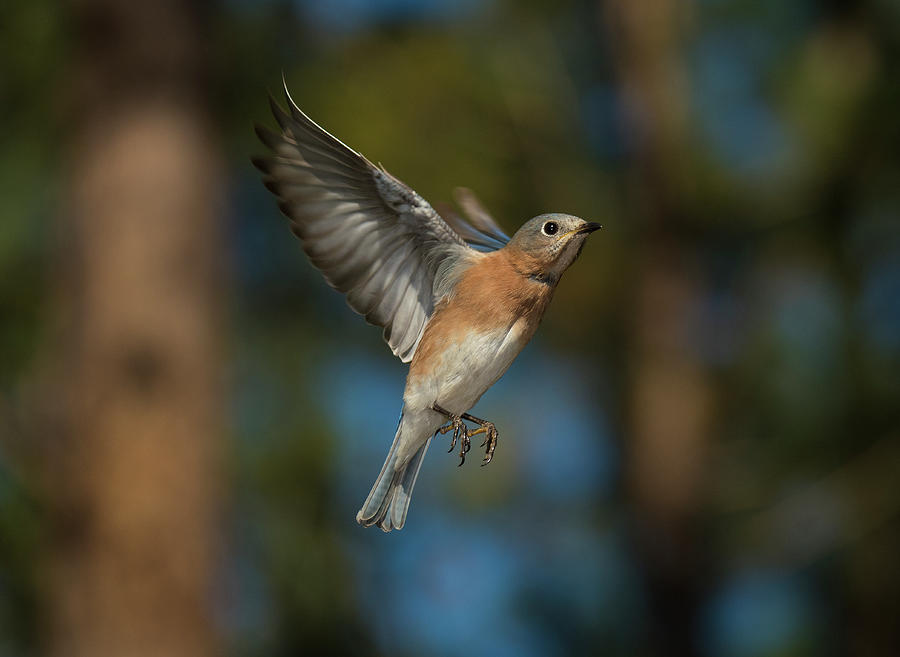Blue Bird In Flight, North Carolina Uwharrie National Forest, Photograph Print Photograph by Eric Abernethy