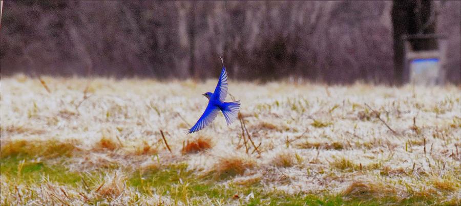- Blue Bird in Flight Photograph by THERESA Nye