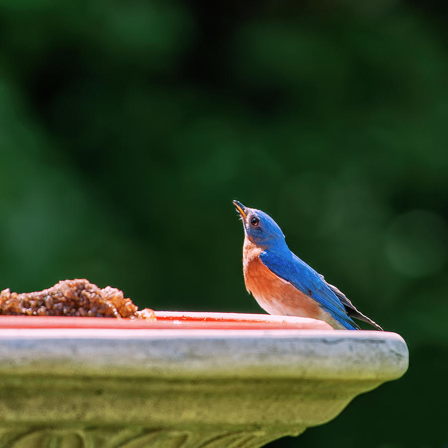 Blue Bird Photograph by Jean-Pierre Ducondi