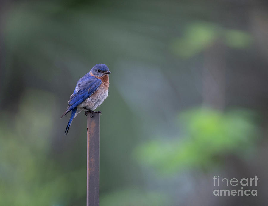 Blue Bird Joyful Music Photograph