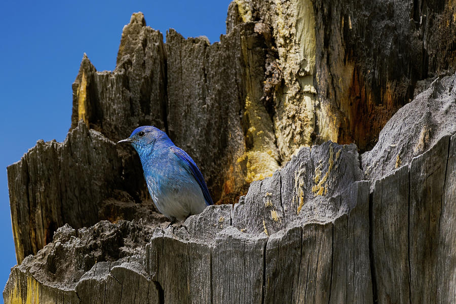 Blue Bird  Photograph by Julieta Belmont