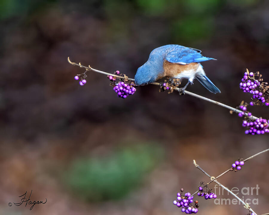 Nature Photograph - Blue Bird Male On Beautyberry by David Joan Hagan