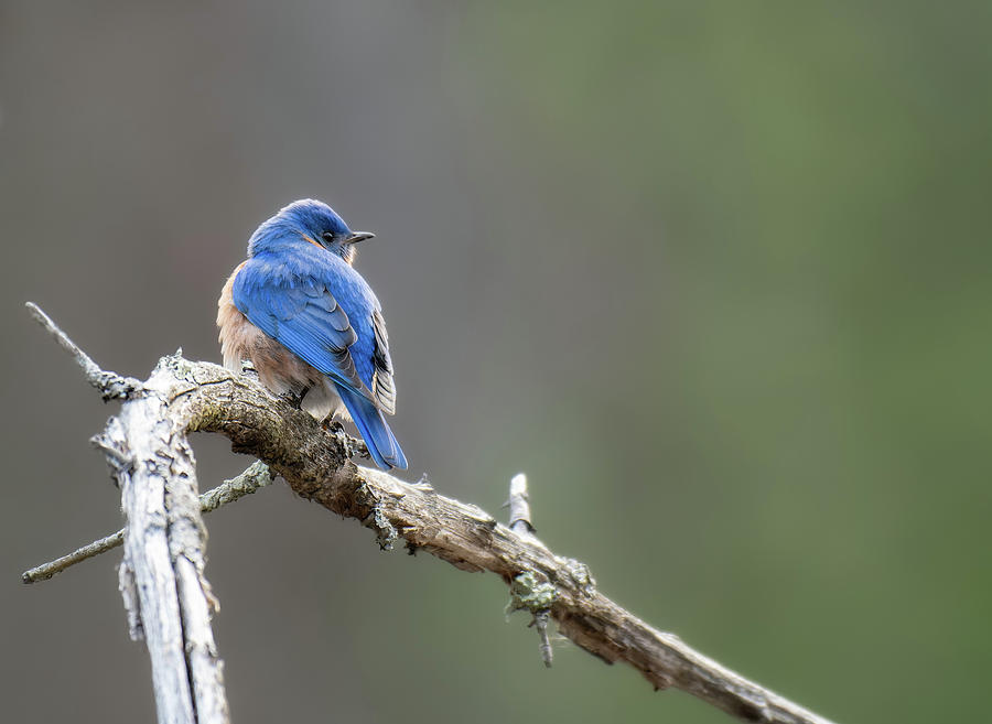 Blue Bird Photograph by Michael Hubley