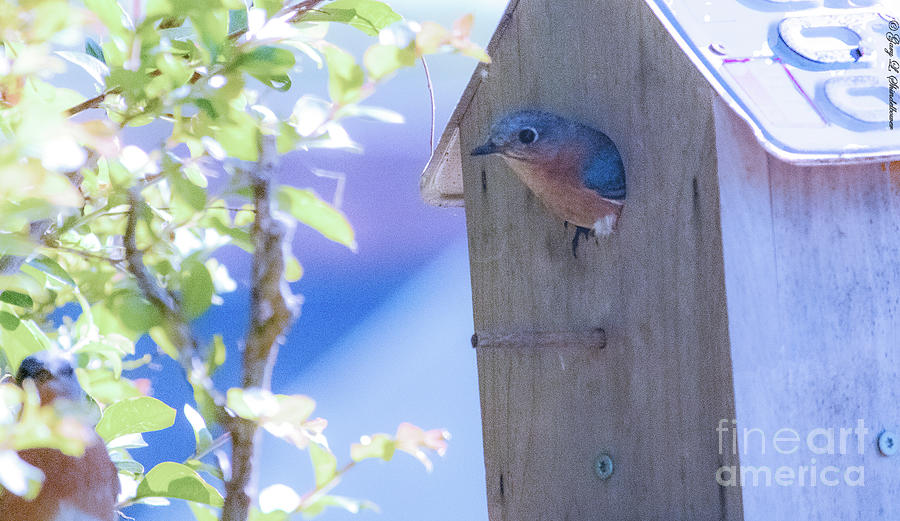 Bluebird Nesting Photograph