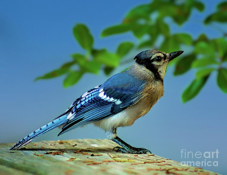 Blue Bird Photograph by Nick Zelinsky Jr