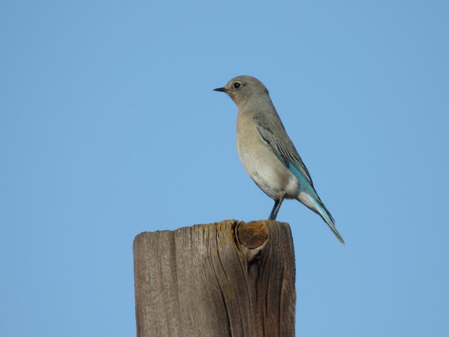 Blue Bird on a Post Photograph by Amanda R Wright