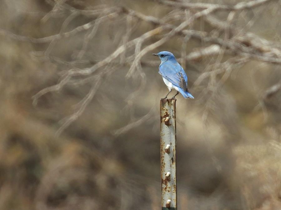 Blue Bird on a Steel Post Photograph by Amanda R Wright