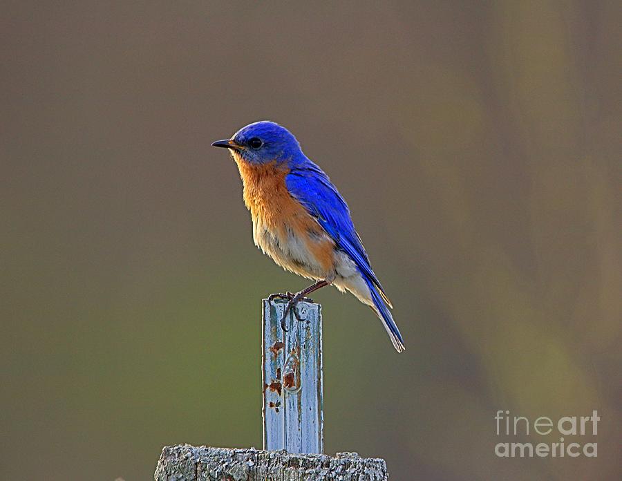 Blue Bird on Post Photograph by Yvonne M Smith