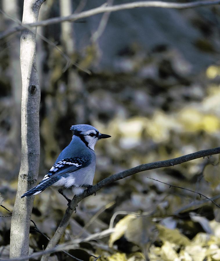 Blue bird Photograph by Paul Ross