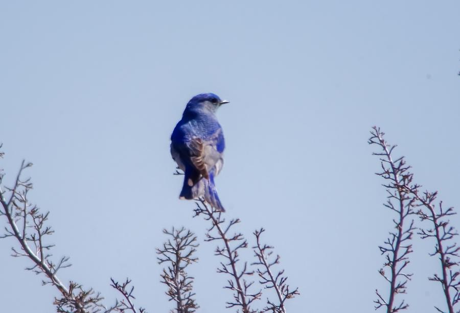 Blue Bird Perched In A Tree Photograph