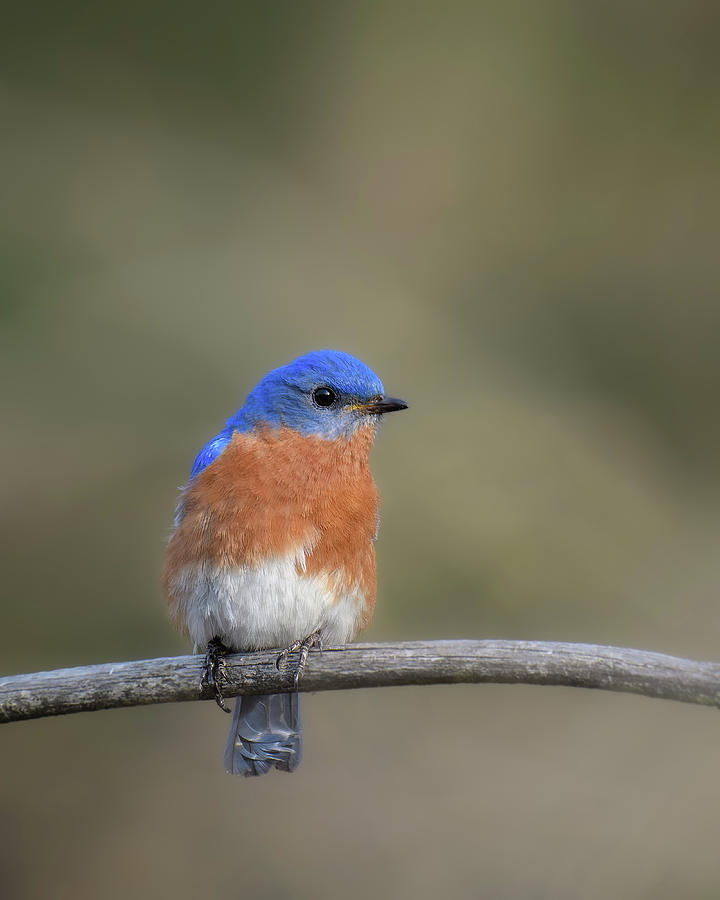 Blue Bird Perch Photograph by Michael Hubley