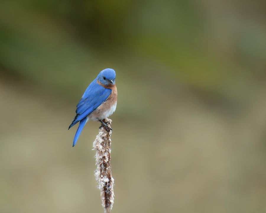 Blue Bird Pose Photograph by Michael Hubley