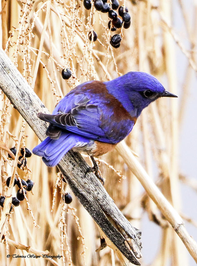 Blue bird Photograph by Tahmina Watson