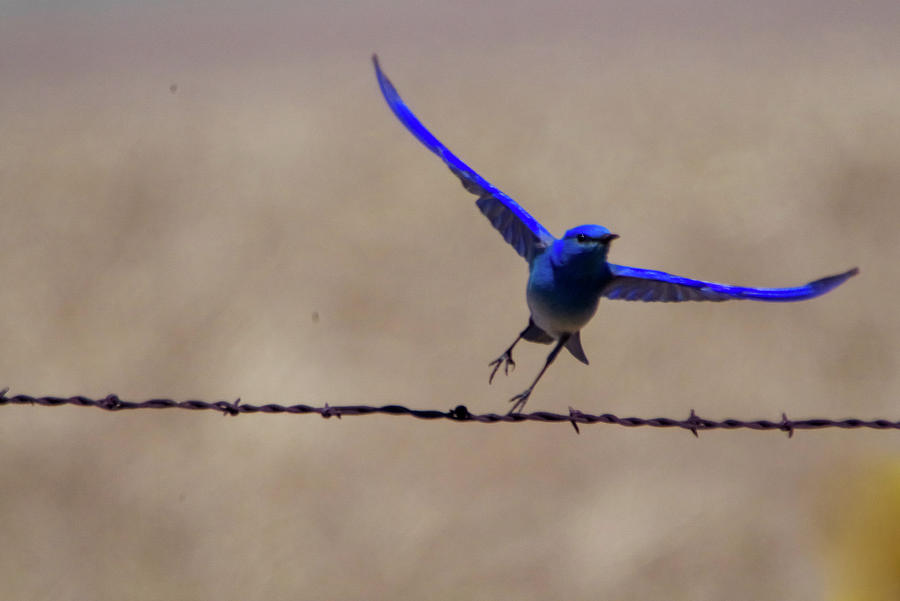 Blue bird takes off Photograph by Jeff Swan