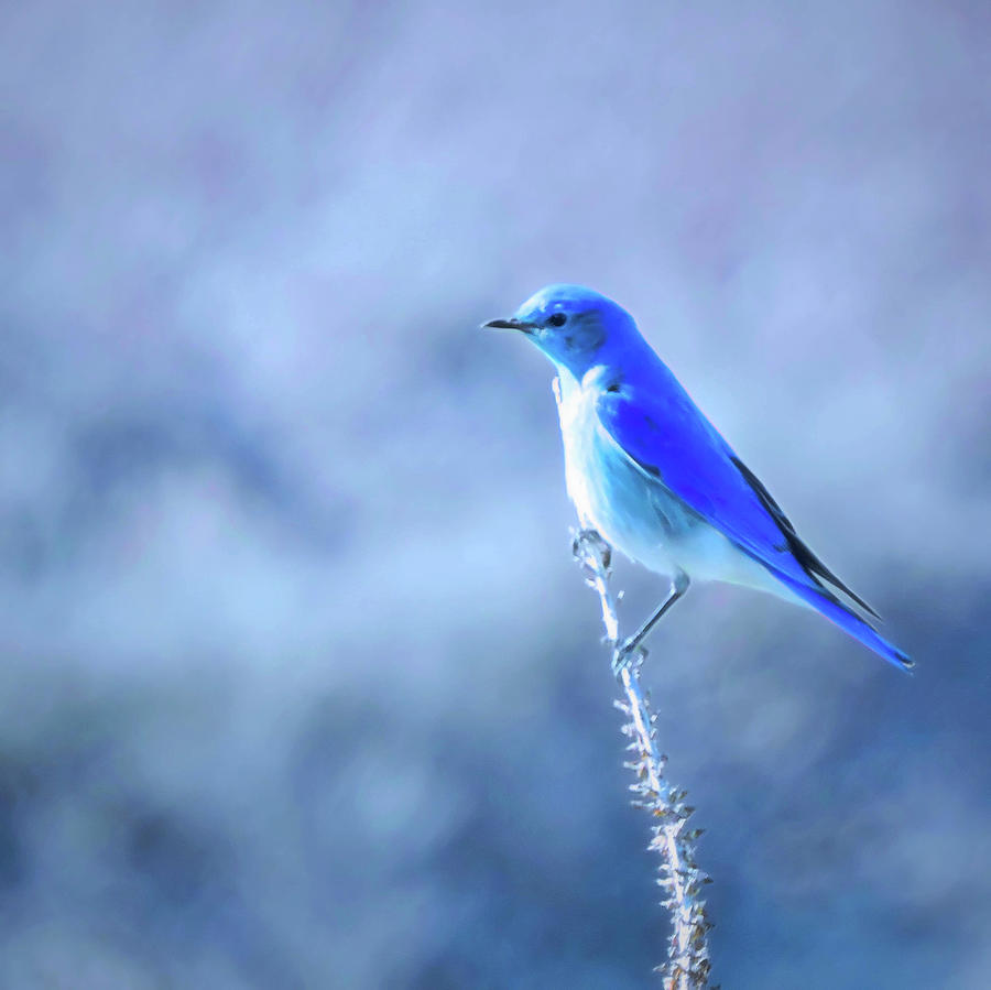 Blue Bird - Badlands National Park 01 Photograph by Willow Grace Images