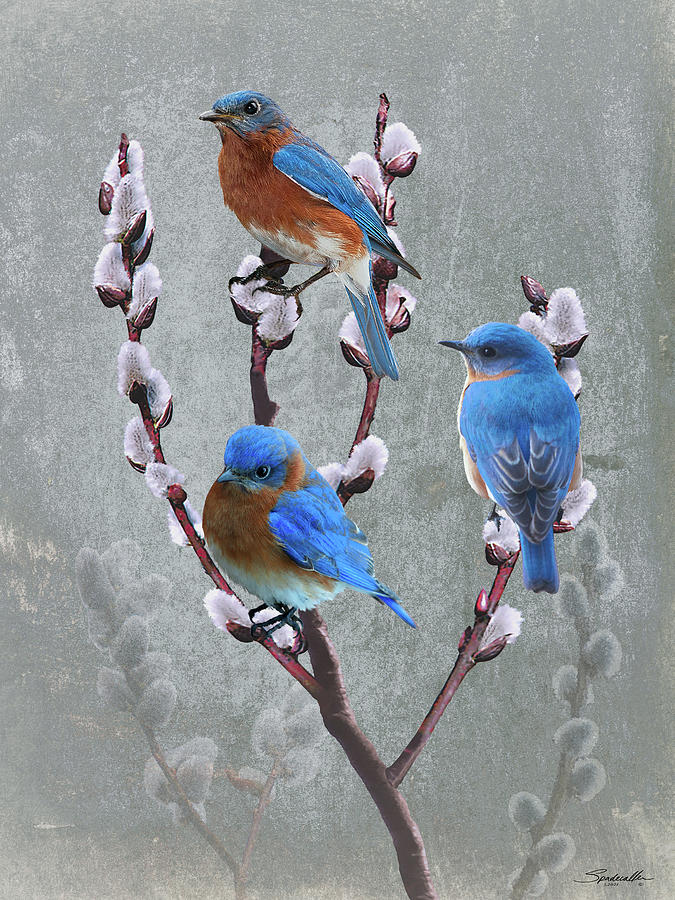 Bluebirds and Pussy Willow Digital Art by M Spadecaller