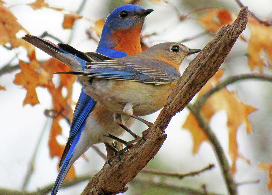 Blue Birds - Happy Couple Photograph by Dianne Cowen Cape Cod Photography