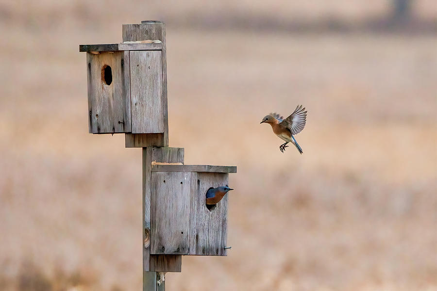 Blue Birds in Ft Edward Photograph by Benway-Blanchard Images - Fine ...