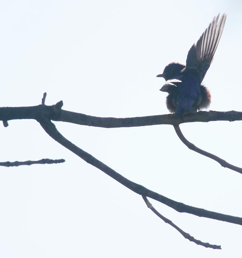 Blue Birds In Virginia Photograph By Siyano Prach - Fine Art America