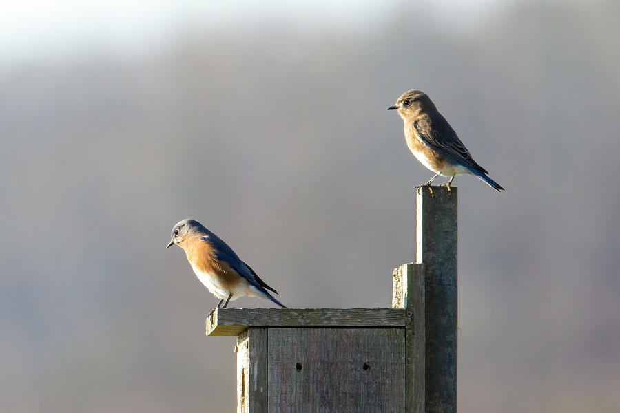 Blue Birds Starring Into The Sun Photograph By Benway-blanchard Images 