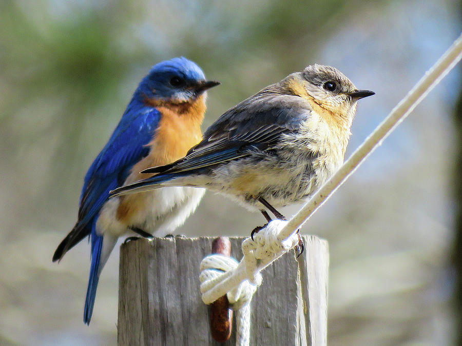 Blue Birds - Teamwork Photograph By Dianne Cowen Cape Cod Photography 