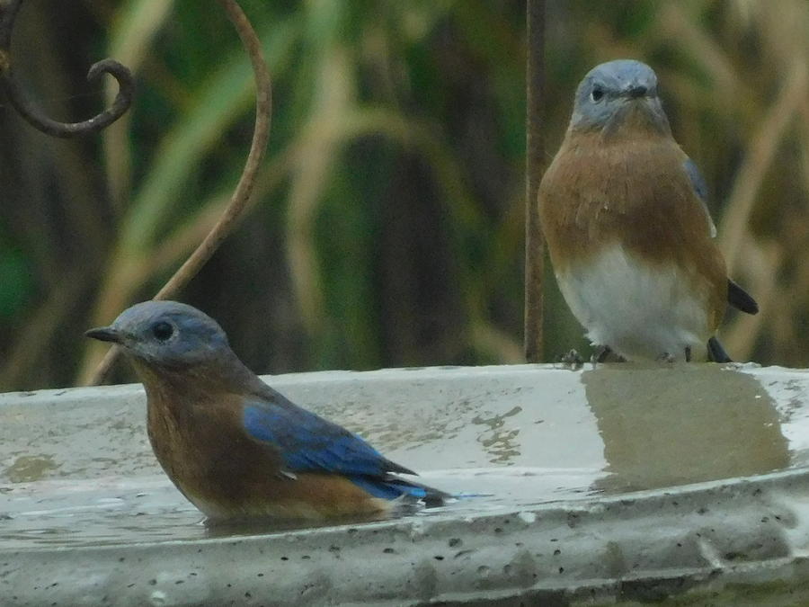 Blue Birds Photograph By Virginia White - Fine Art America