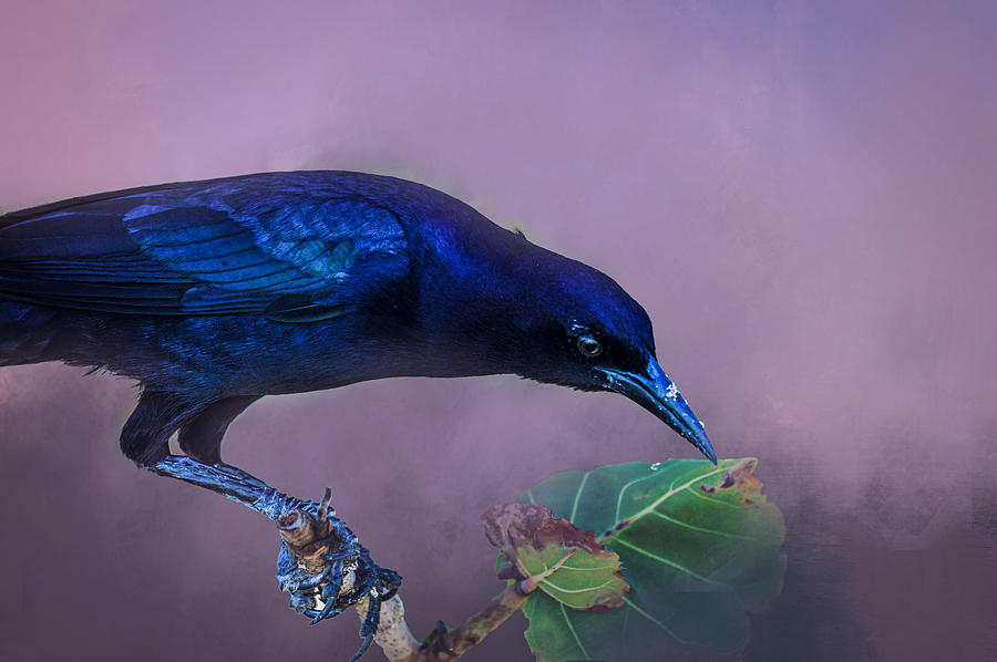 Blue-Black Black Bird 2 Photograph by Susan Molnar