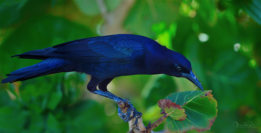 Blue-Black Black Bird Photograph by Susan Molnar