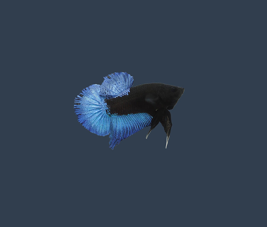Blue Black Light Betta Fish Digital Art by Sambel Pedes