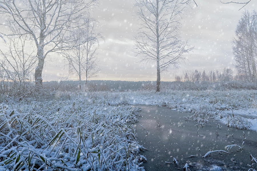 Blue Blizzard In Winter Wonderland Latvia  Photograph by Aleksandrs Drozdovs