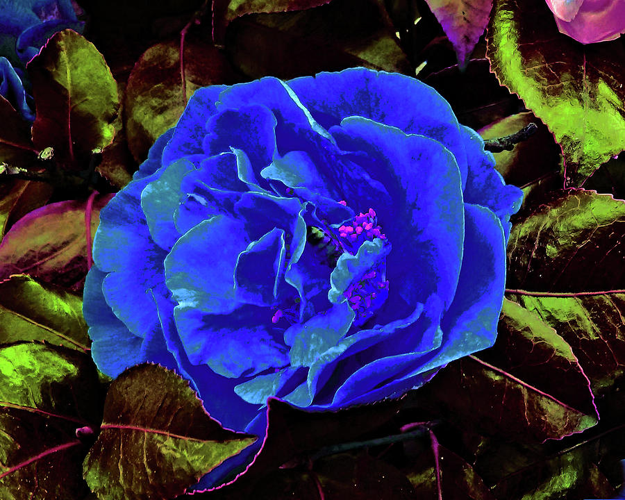 Blue Bloom Photograph by Andrew Lawrence