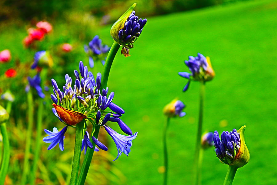 Blue Bloom, Green Lawn Photograph