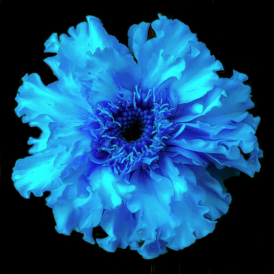 Blue Blossom  Digital Art by Cindy Greenstein