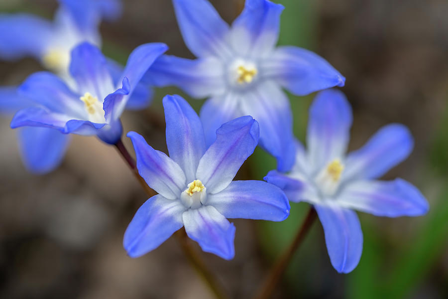 Blue Blossoms  Photograph by Arthur Oleary