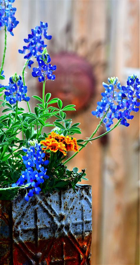 My Bluebonnet Garden Photograph by John Glass