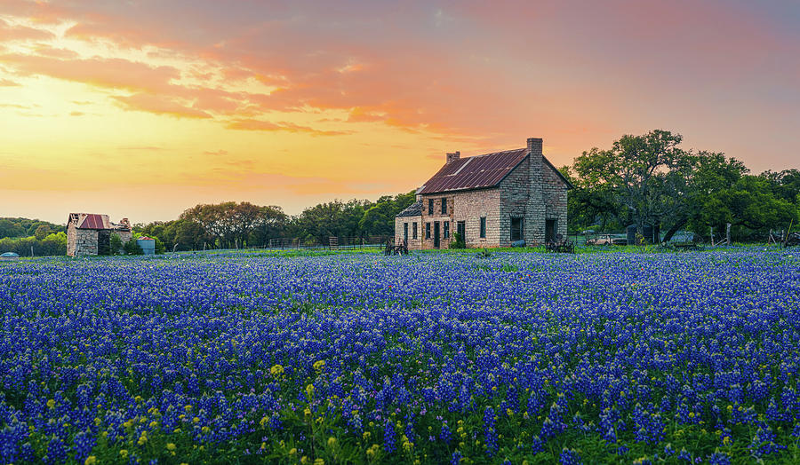 Blue bonnet House 03 Photograph by John Nguyen - Fine Art America