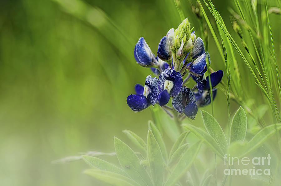Blue Bonnet In The Fog Photograph by Diana Mary Sharpton