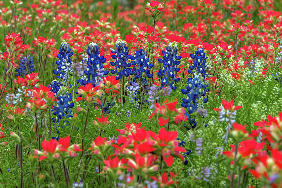 Blue Bonnets Among the Paintbrush Photograph by Eric Albright