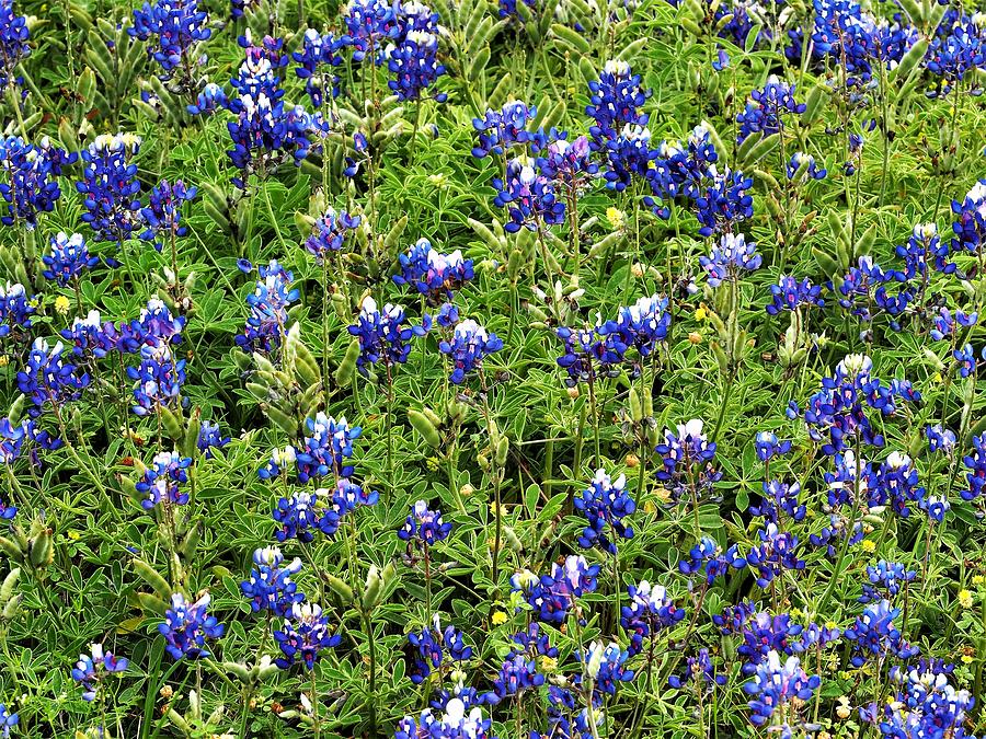 Blue Bonnets  Photograph by Jerry Connally