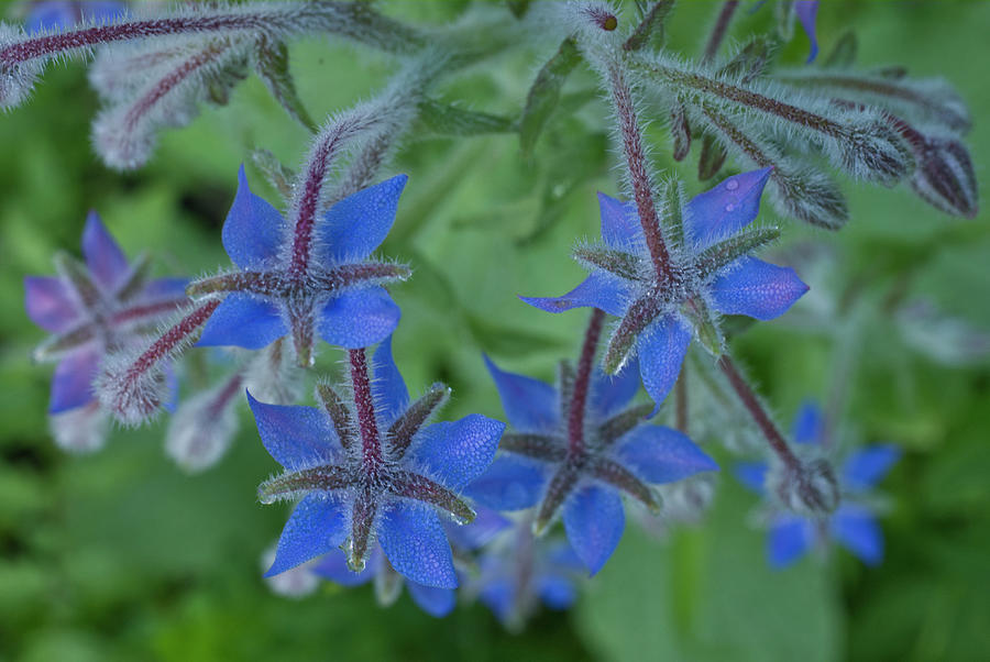 Blue Borage Flower Herb Cluster Photograph