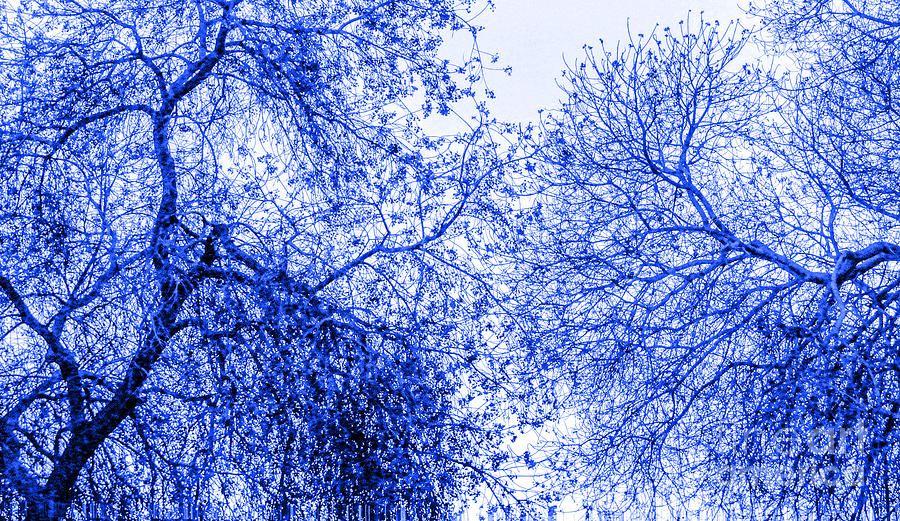 Blue Branches Photograph